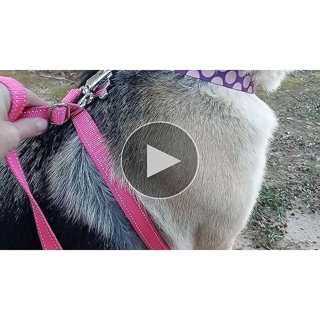 Dog Leash U398364