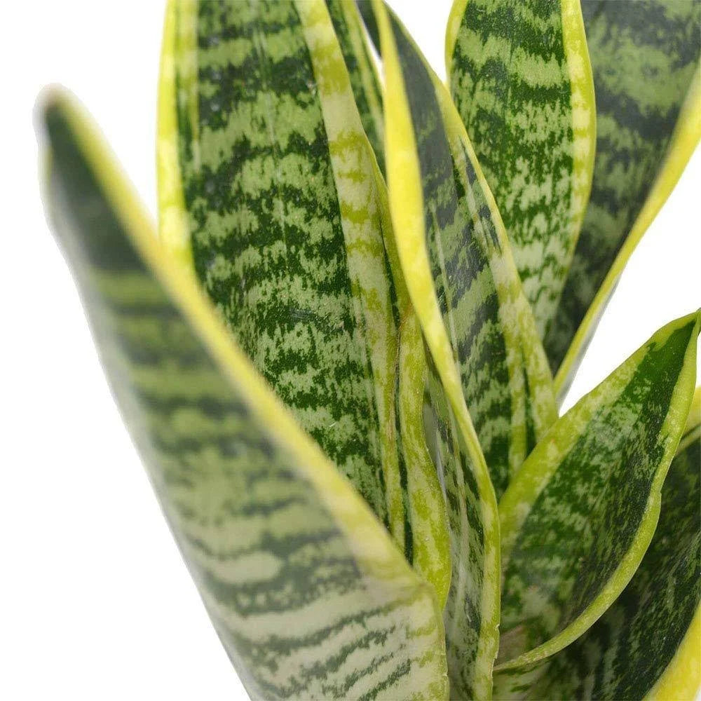 Green Snake Laurentii Live Plant, 6x22 Pot M830345