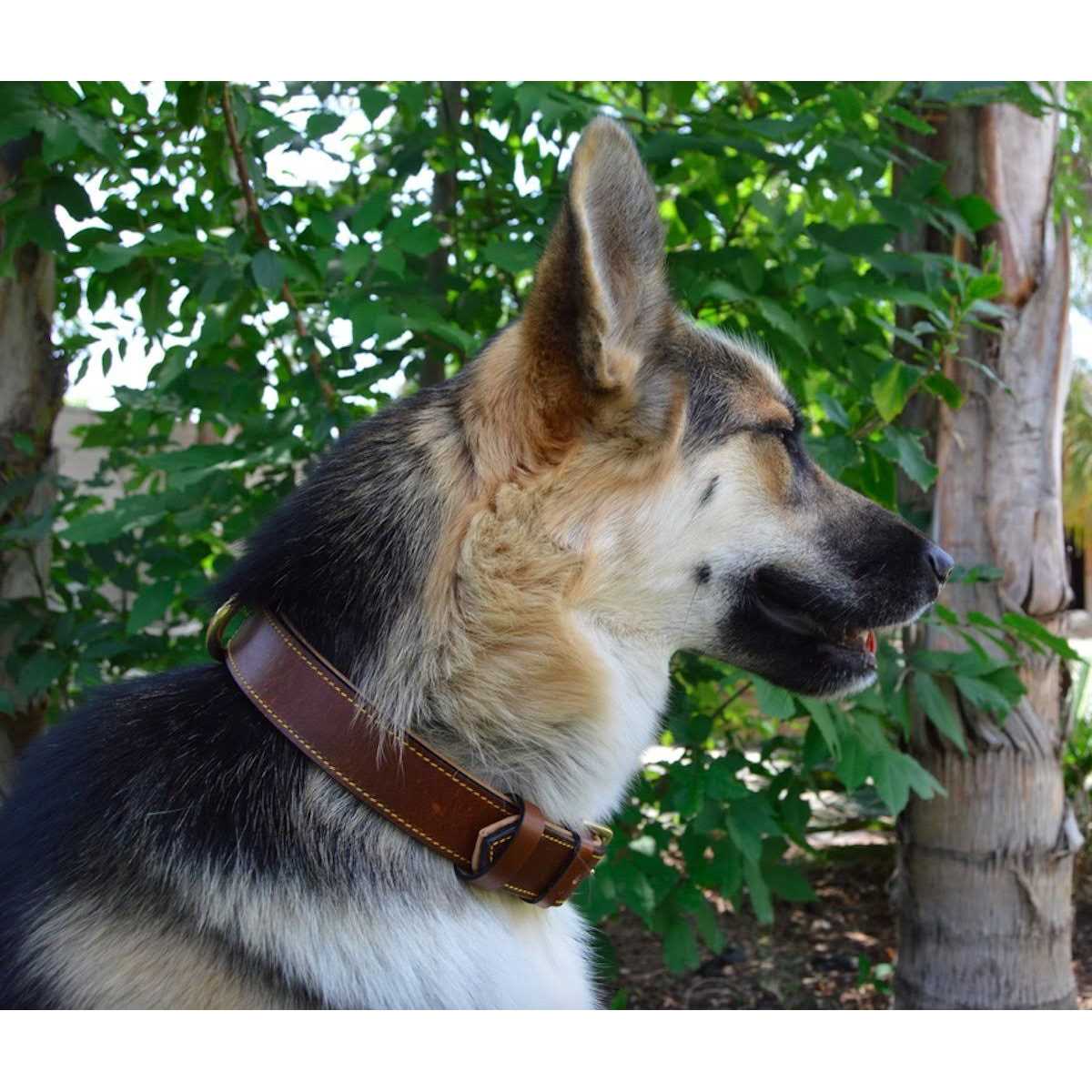Leather Padded Dog Collar M95465