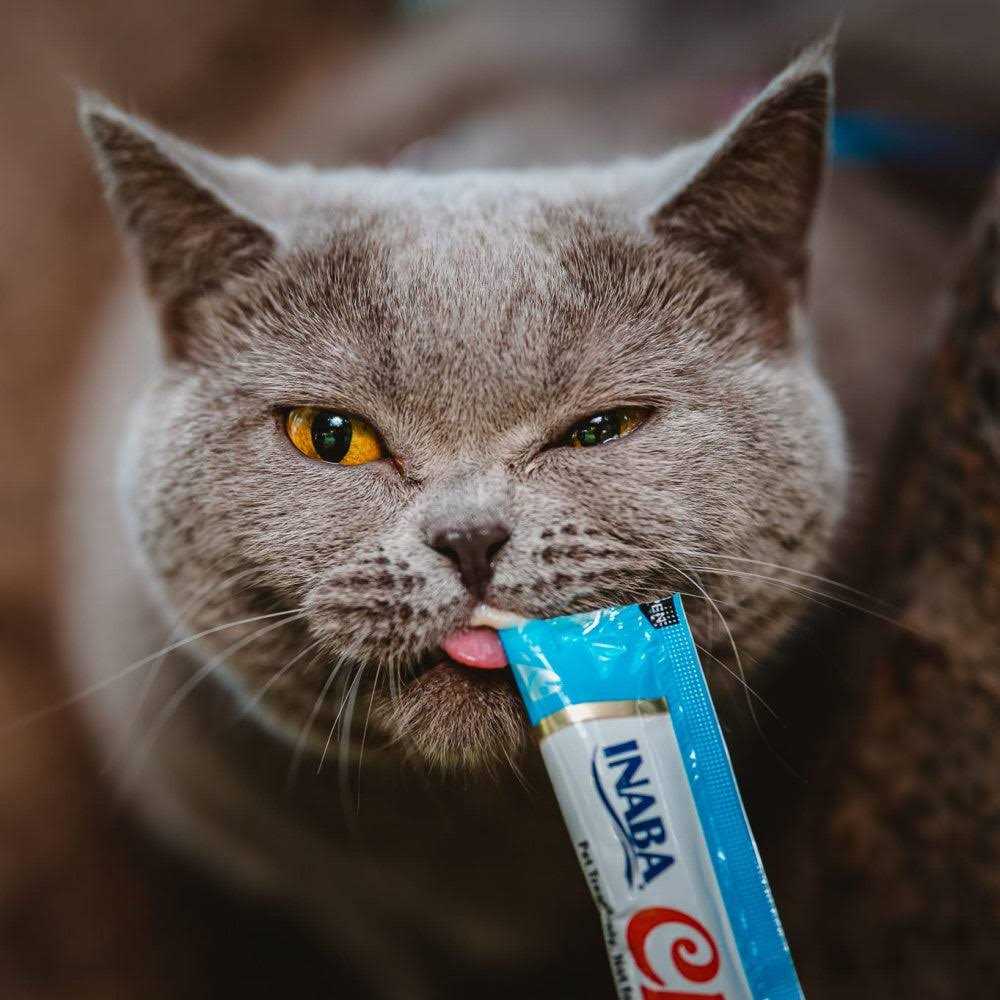 Lickable Creamy Puree Cat Treats R2137