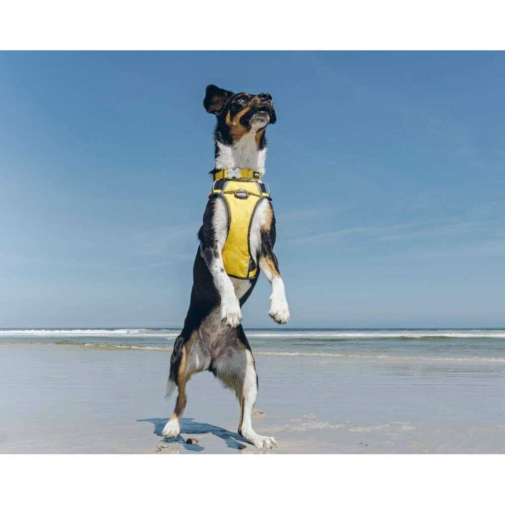 Red Dingo Padded Dog Harness F5325