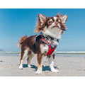 Red Dingo Padded Dog Harness F5325
