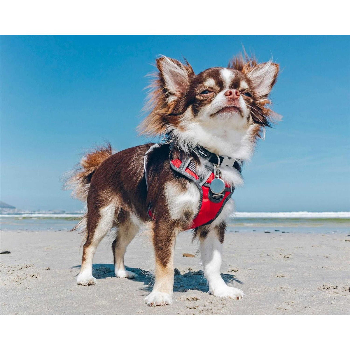 Red Dingo Padded Dog Harness F5325