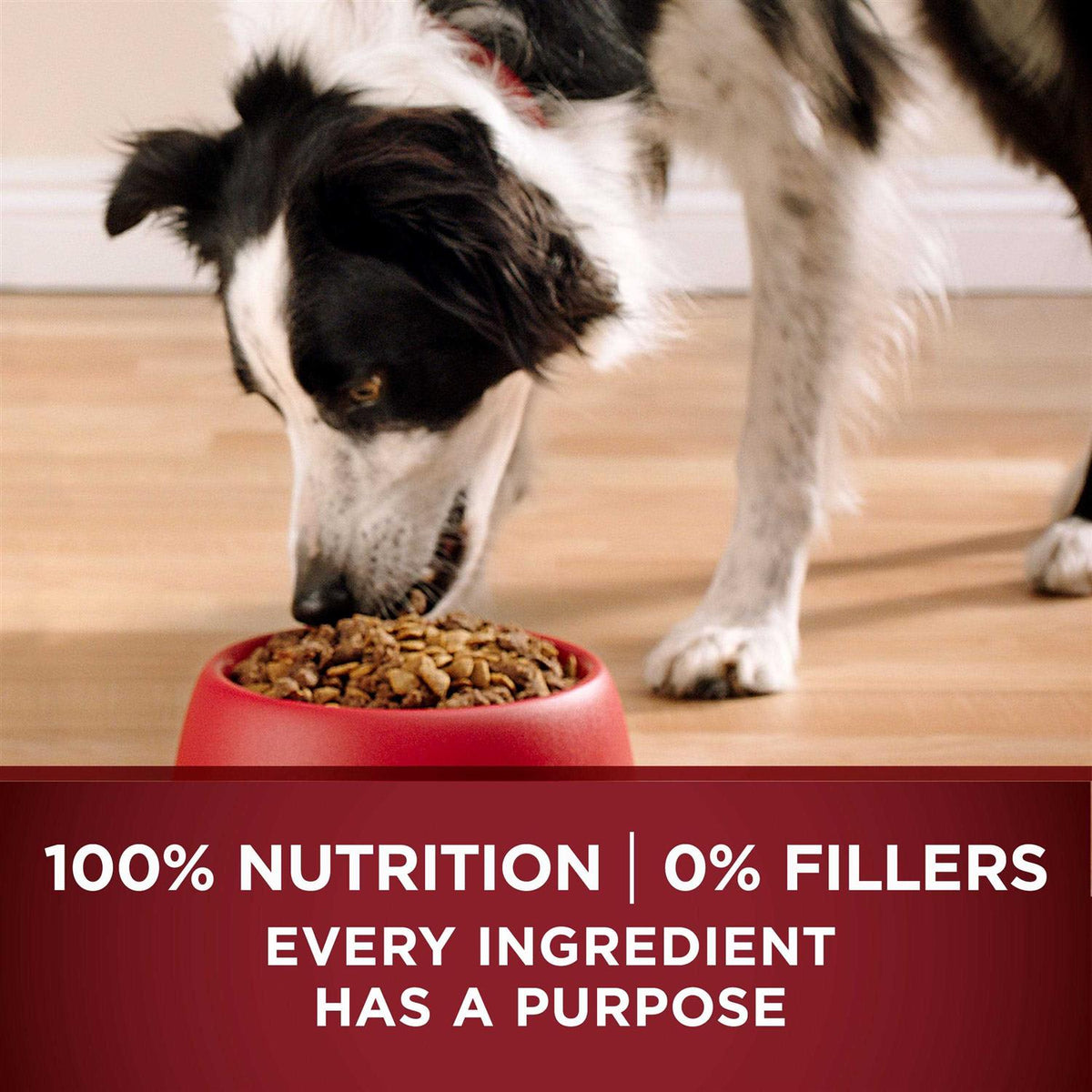 Turkey and Venison Dry Dog Food P5196