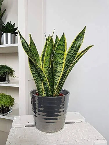 Green Snake Laurentii Live Plant, 6x22 Pot M830345