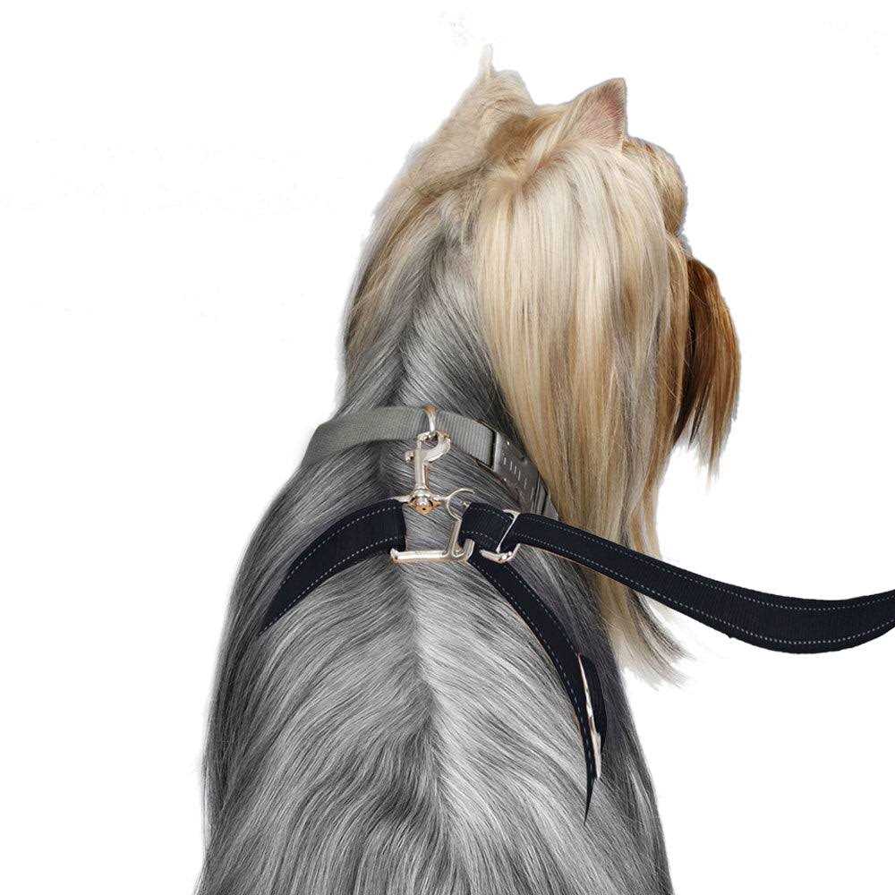 Dog Leash U398364