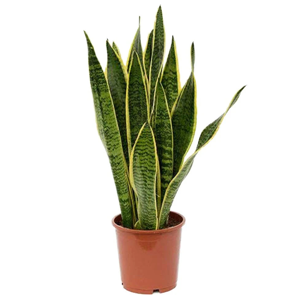 Green Snake Laurentii Live Plant, 6x22 Pot M830345