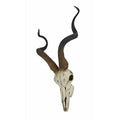 Kudu Antelope Skull Wall Décor D5414