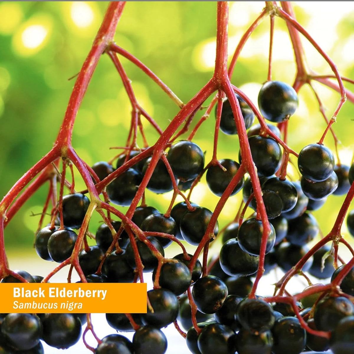 Organic Black Elderberry Liquid Extract 1 Oz U76257