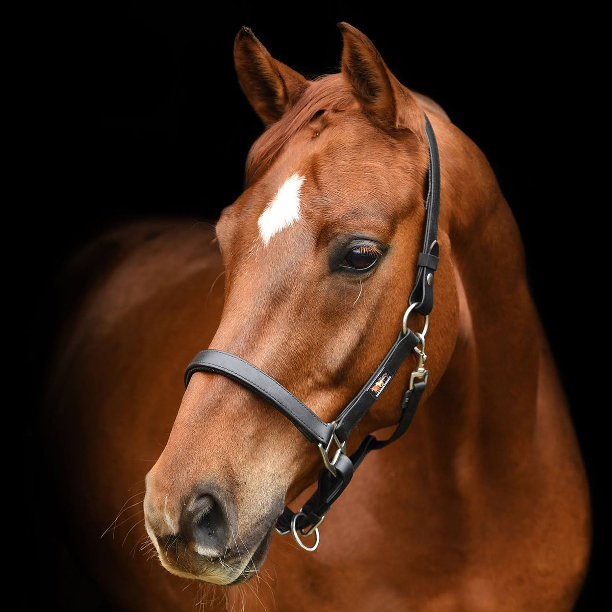 Black Headcollar M602
