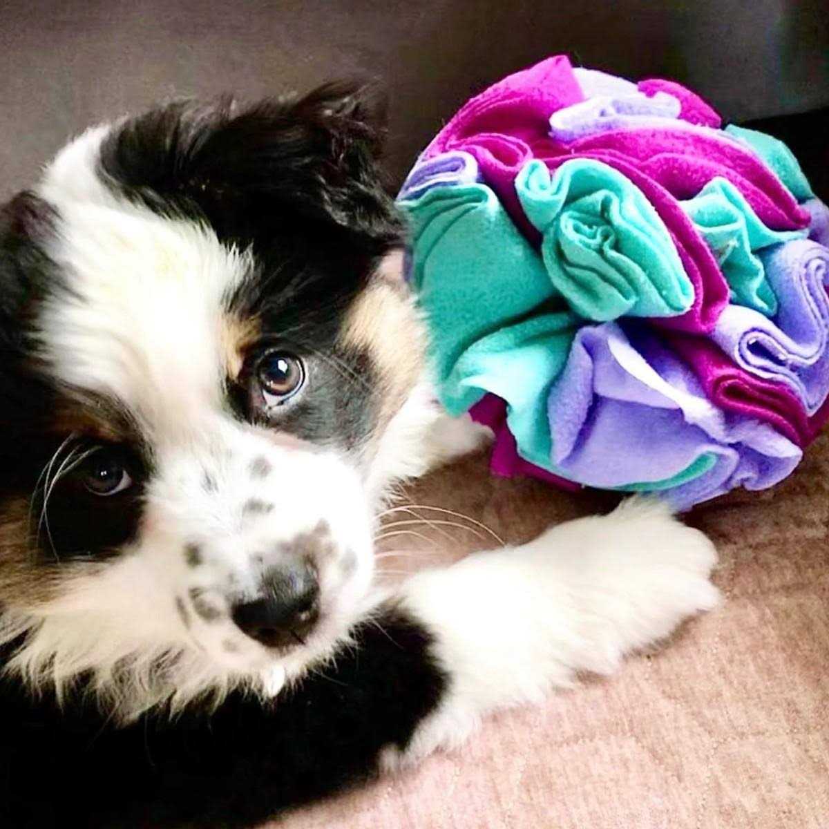 Snuffle Balls Dog Toy H347