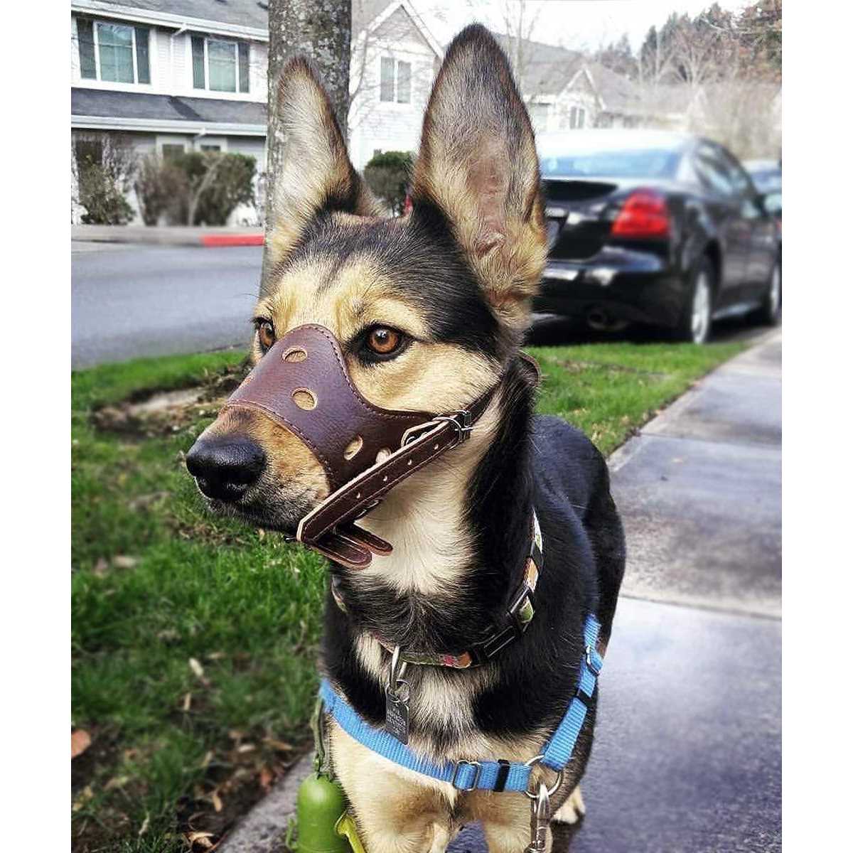 Leather Dog Muzzle E124