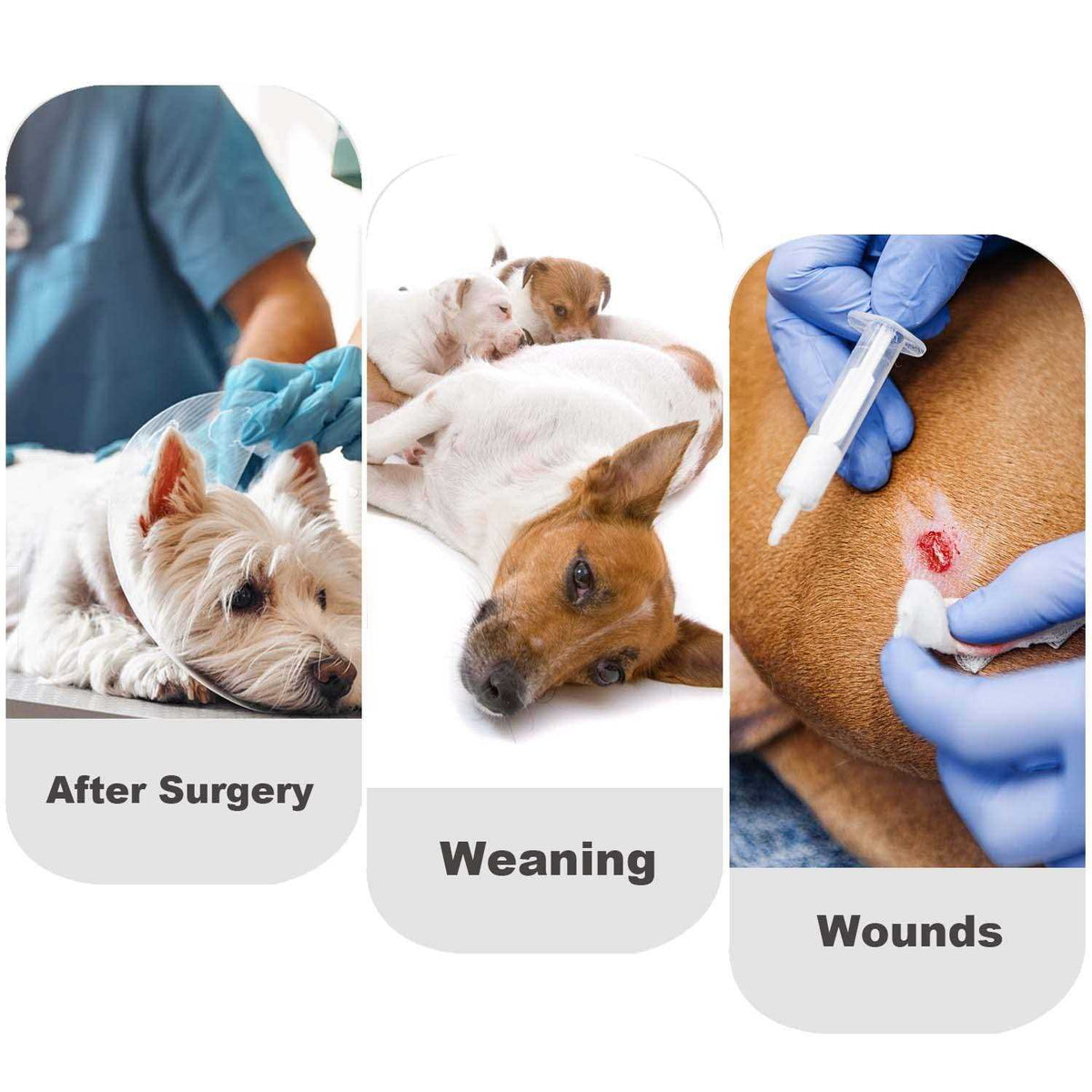 Dog Diapers Sanitary Panties Pet Recovery Suit B84541
