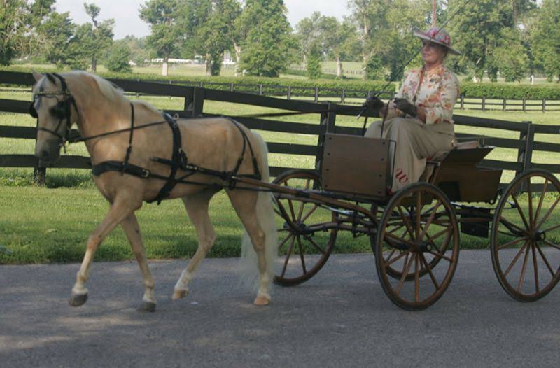 Mini Pony V Carriage Harness R4124