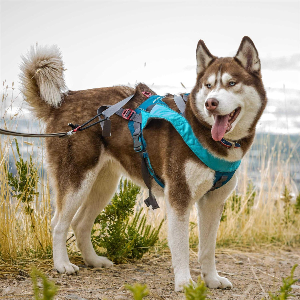 Dog Harness O5547