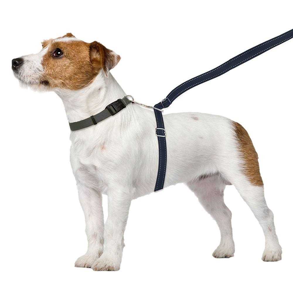 Dog Leash U398364